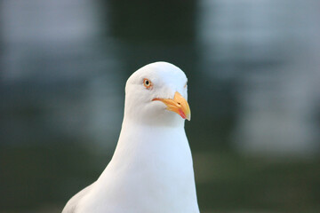 Close Up of a Seagull