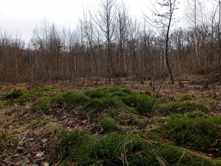 Green forest moss among the spring forest. Bare trees without leaves and dense green moss on the ground in the forest. Natural forest landscapes with plants and herbs.