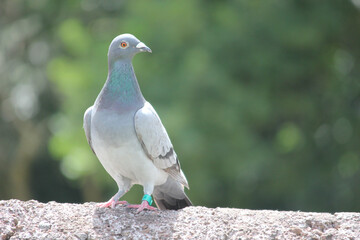 Pigeon on Ledge