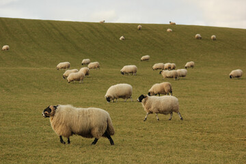 Sheep in a Field