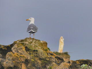Une mouette posée sur un rocher