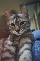 Fototapeta premium Milan the Cat