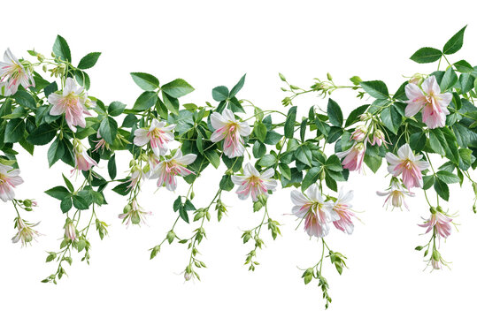 Hanging White and Pink Fuchsia Flowers on White