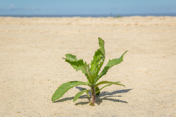 Vegetation emerges from the beach sands of the coast of Rio Grande do Sul. Lagoa dos Patos, Brazil.