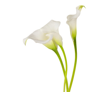 three blossoming white calla flowers with green stems