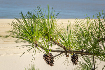 Vegetation emerges from the beach sands of the coast of Rio Grande do Sul. Lagoa dos Patos, Brazil.