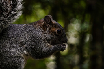 Ardilla comiendo de perfil 