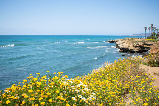 Yellow spring flowers overlooking cliffside ocean view