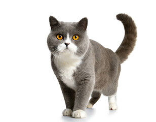 Britische Kurzhaar Katze stehend isoliert auf wei&szlig;en Hintergrund, Freisteller 