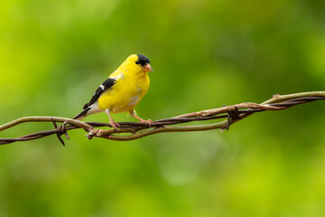 Male Goldfinch Perched on vine