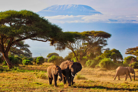An elephant mother and a bull calf enjoy a quite moment under the great shadow of the immense Mount Kilimanjaro in this timeless scene at Amboseli National park, Kenya