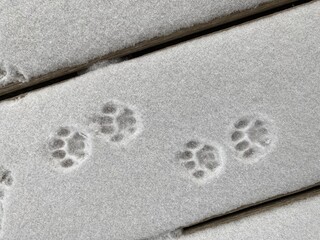 Kitten Pawprints
