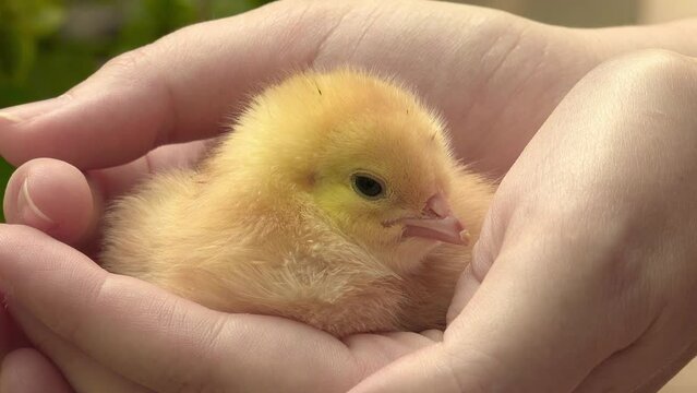 little chick with yellow feathers in the hands of a woman