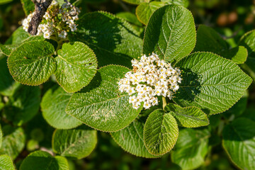 Wolliger Schneeball mit wei&szlig;er Bl&uuml;te und gr&uuml;nen Bl&auml;ttern