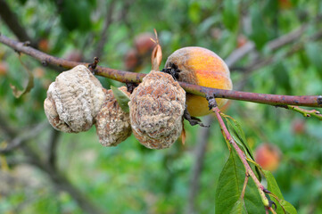 The peach fruit is affected by the causative agent of moniliosis (Monilia cinerea)