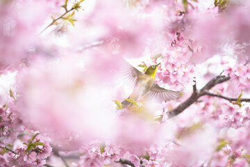 満開の緋寒桜の花に囲まれたメジロ