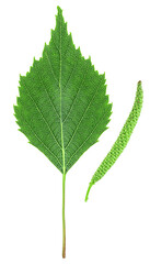 Green birch leaf and catkin isolated on a white background, top view.