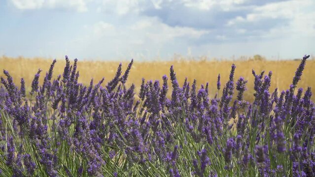 Champs de lavande en fleur avec champs de bl&eacute; en arri&egrave;re plan. Valensole Provence