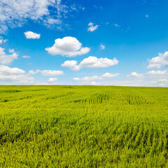 Green wheat field against the background of blue sky.