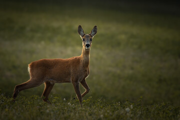 Naklejka na ściany i meble Graceful roe deer (Capreolus capreolus) in twilight meadow