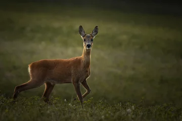 Fototapeten Graceful roe deer (Capreolus capreolus) in twilight meadow © Vlasto Opatovsky