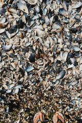 Woman legs Multicolored seashells from Black Sea Romania. Summer background