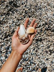 woman hand holding stones. Multicolored seashells Black Sea Romania.