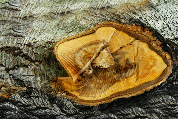 Bark of old big oak tree texture in black and white. Abstract background and texture for design