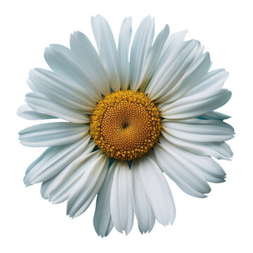 White daisy with yellow center isolated on transparent background