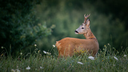 Roe deer buck (Capreolus capreolus) in lush summer meadow