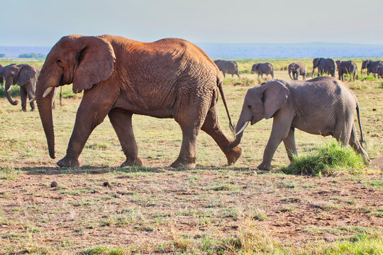 An elephant mother leads her baby as the herd moves towards the grassy plains in this timeless scene at Amboseli National park, Kenya
