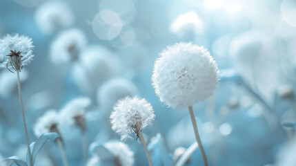 White Fluffy Dandelions in the Meadow against Blue Background. Pure and Clean Botanical Backdrop with Copy Space.