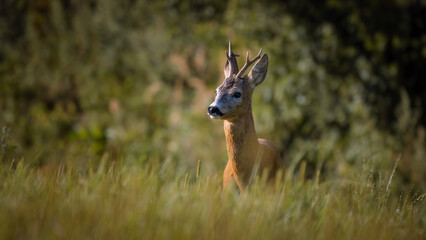 Roe deer buck (Capreolus capreolus) peering through tall grass in the forest