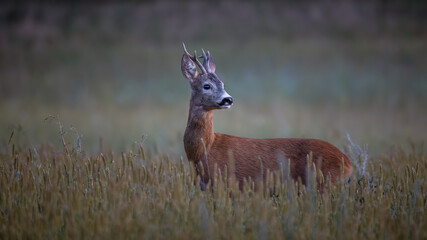 Roe deer buck (Capreolus capreolus) alert in a dusky meadow