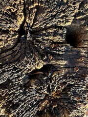 Tree trunk © dirk