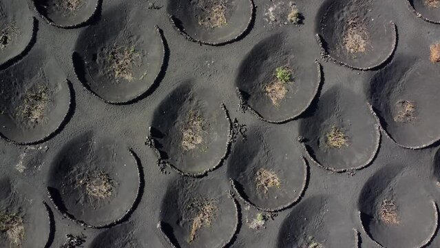 Aerial top down drone view of Malvasia grapes growing in topsoil covered in lapilli in La Geria Lanzarote the low curved walls protect the vines from the constant drying wind 4k resolution quality