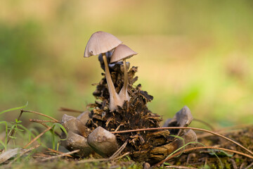 mushrooms grown on pine cone. Mycena sp