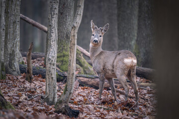 Obraz premium Roe deer (Capreolus capreolus) vigilant in a leaf-covered autumn forest