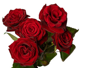 A bouquet of beautiful red roses isolated on a white background.