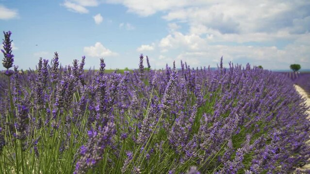 Lavandes en fleur gros plan