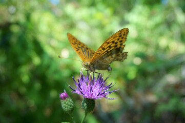 Obraz premium A beautiful butterfly on a wildflower. Beautiful natural background.