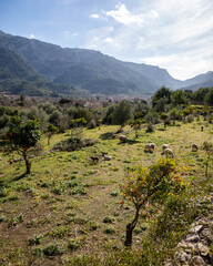 Between Soller and Fornalutx, Mallorca, Spain - 745340375
