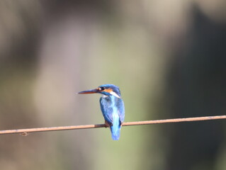 Beautiful kingfisher bird sitting on wire early morning and looking for food. Vibrant Colorful bird. Wall mounting of beautiful colorful bird. Seasonal greeting card background.