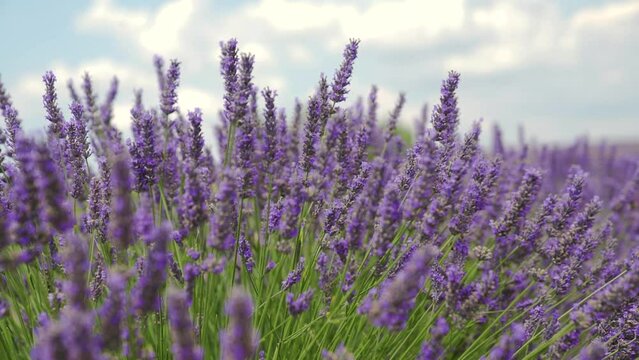 Lavandes en fleur gros plan