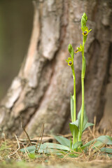 Ophrys cfr lutea. Pineta di Platamona, Sassari, sardegna, Italy