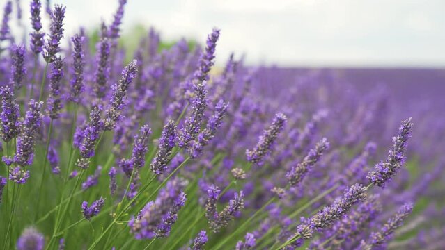 Lavandes en fleur gros plan