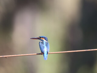 Beautiful kingfisher bird sitting on wire early morning and looking for food. Vibrant Colorful bird. Wall mounting of beautiful colorful bird. Seasonal greeting card background.