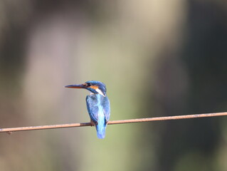 Beautiful kingfisher bird sitting on wire early morning and looking for food. Vibrant Colorful bird. Wall mounting of beautiful colorful bird. Seasonal greeting card background.