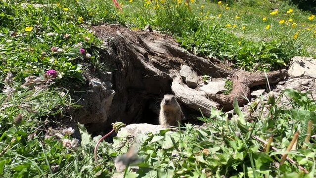 Marmotte dans les Alpes Fran&ccedil;aise mange des pissenlits