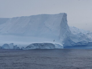 Großer Eisberg mit davor fliegendem Albatros in der Drake Passage zwischen Antarktischer Halbinsel...